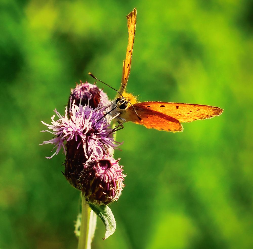 Жаркий июль