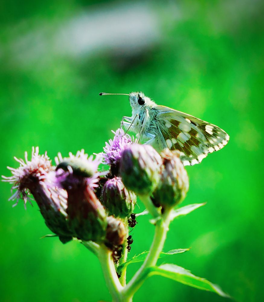 Мотылёк на репейнике