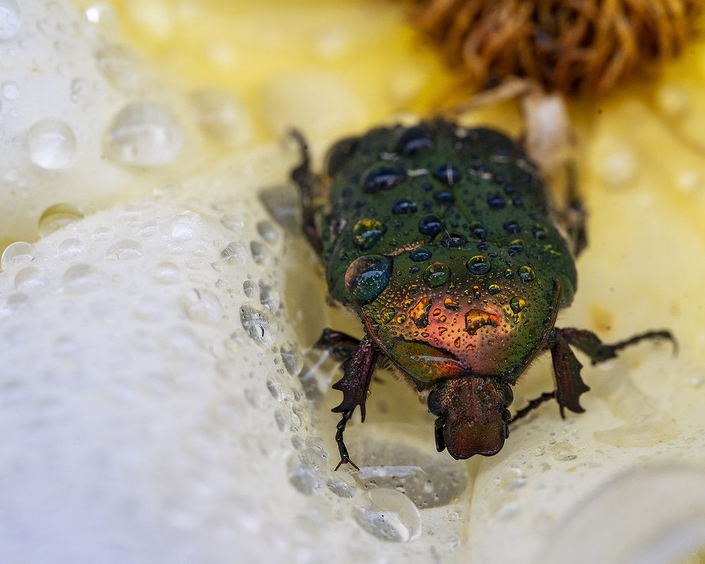 Photograph by Anna Sindikayeva