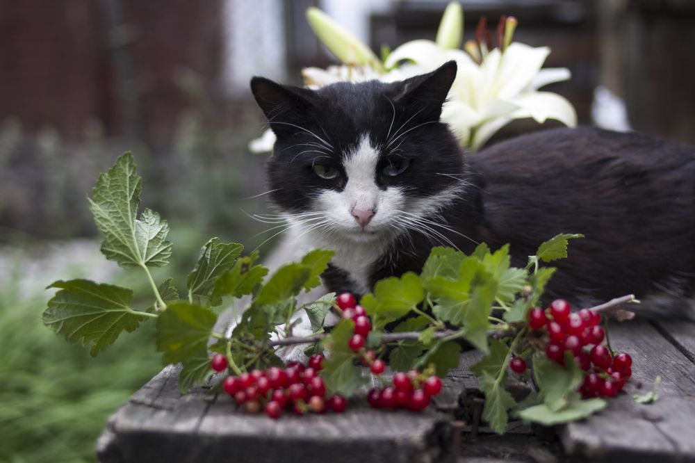 Photograph by Татьяна Шахматова