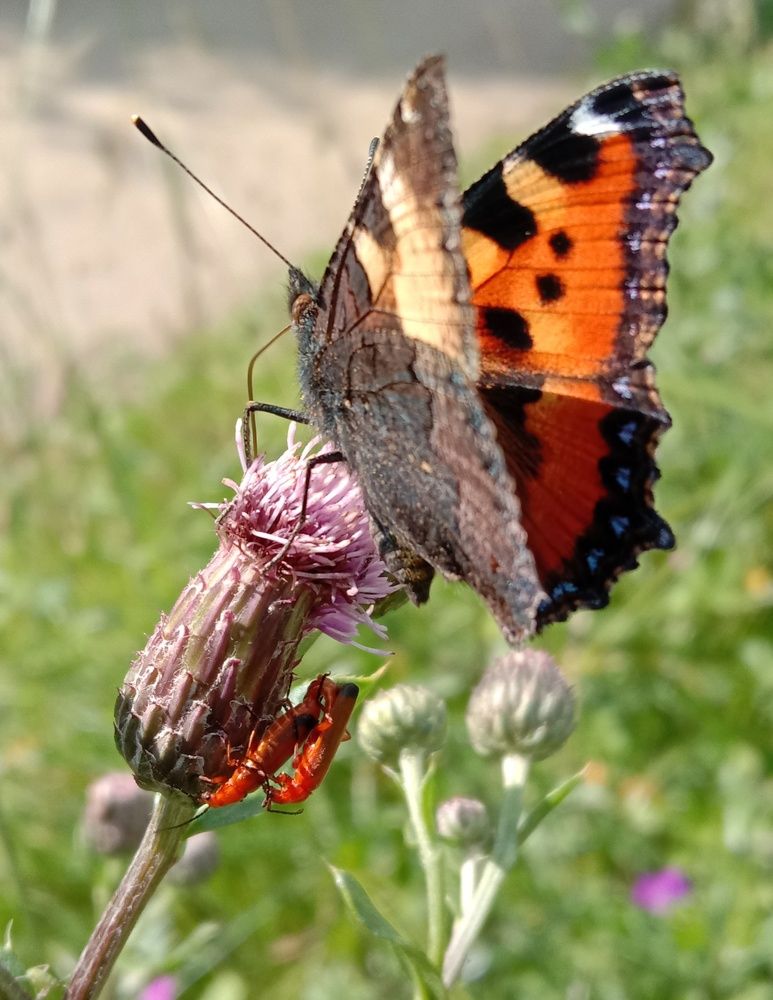 Photograph by Светлана Васильева