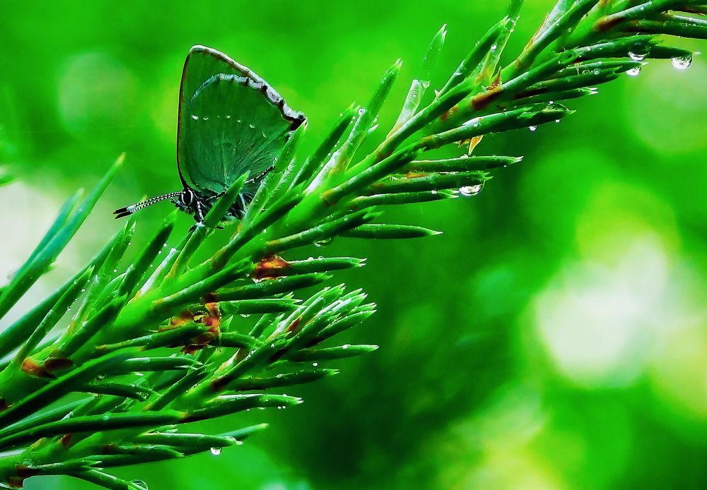 После дождичка