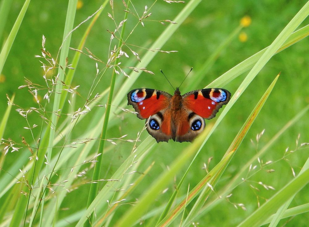 Photograph by Елена Гуляева