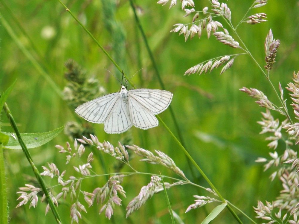 Photograph by Елена Гуляева