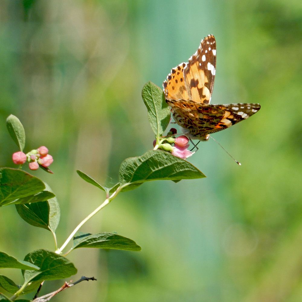 Photograph by Елена Гуляева