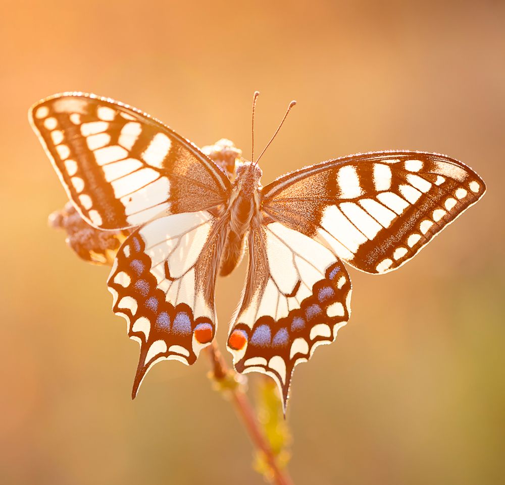 Photograph by Otto Acosta