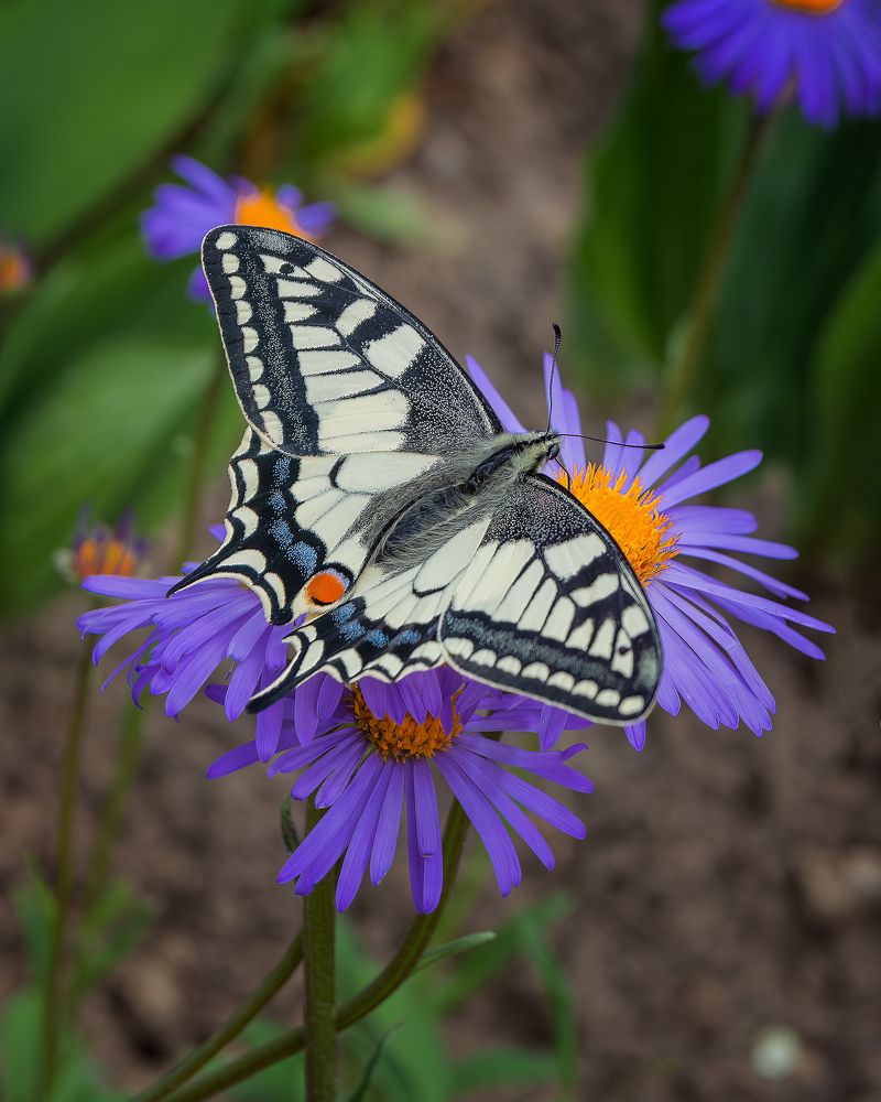 Photograph by Шудель Дмитрий