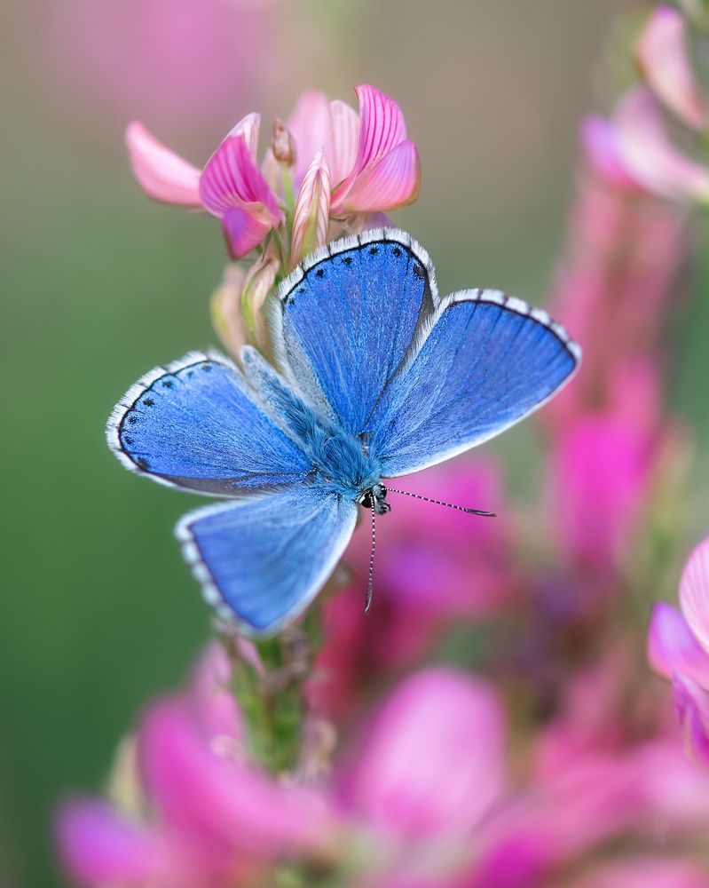 Photograph by Дмитренко Екатерина