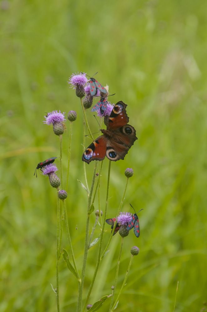 Photograph by Ольга Шуякова