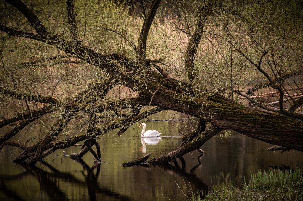 Пейзаж с лебедем.