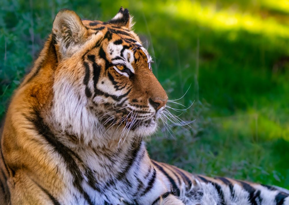 Photograph by Abed Abedaljalil