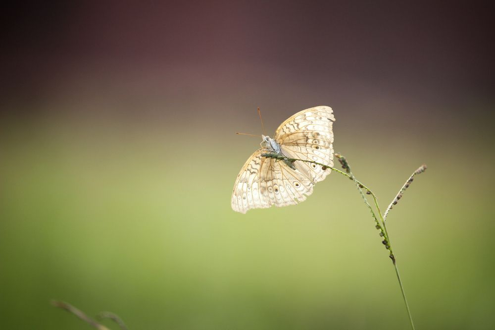 Photograph by Ramim rahat