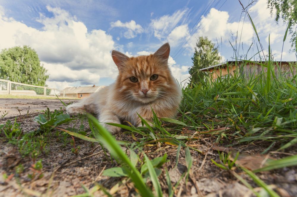 Photograph by Oleg Gerasimov