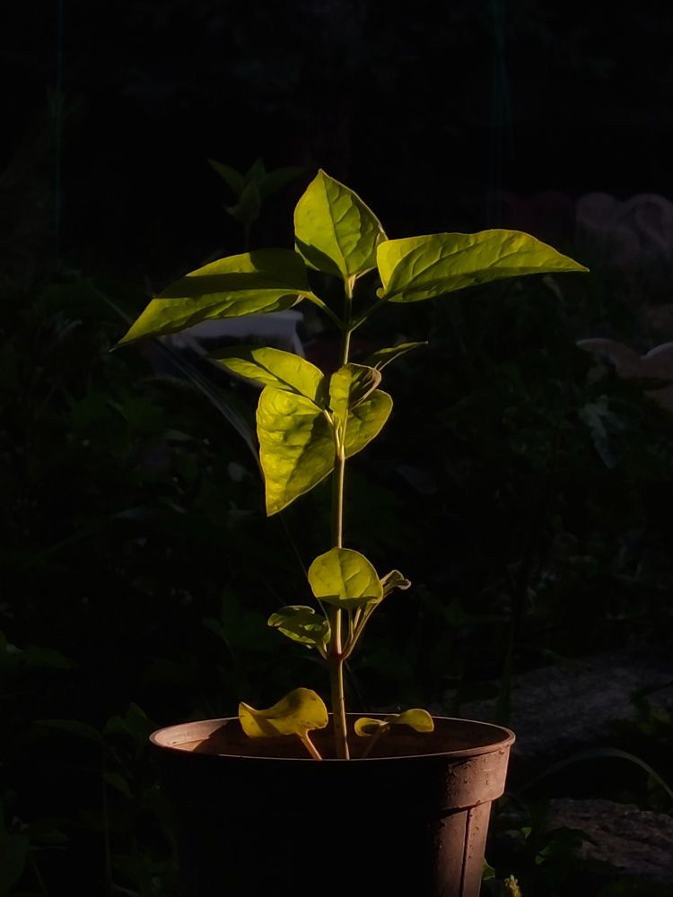 عکاسی با موبایل