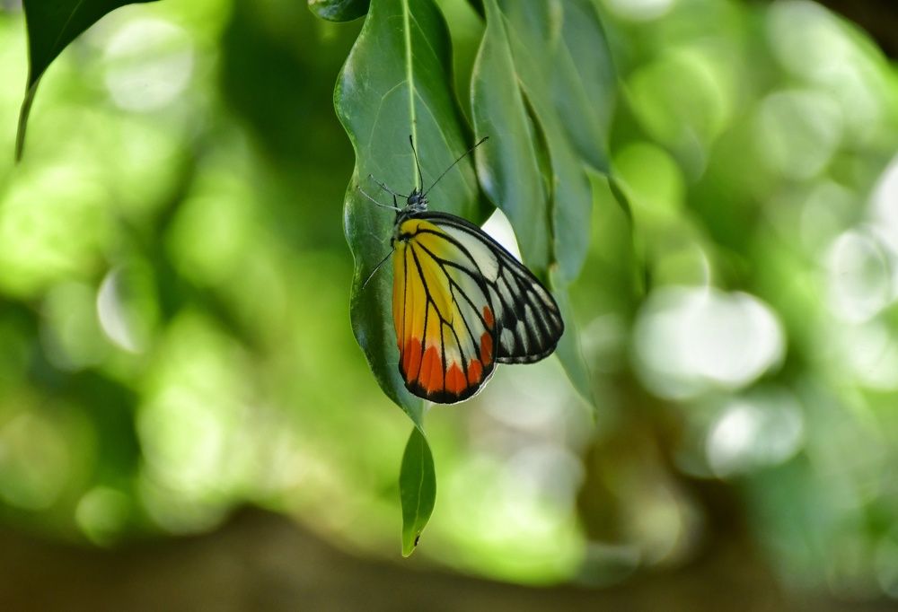 Photograph by Anunay Mistry