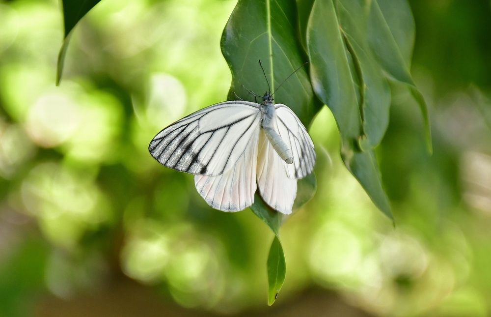 Photograph by Anunay Mistry