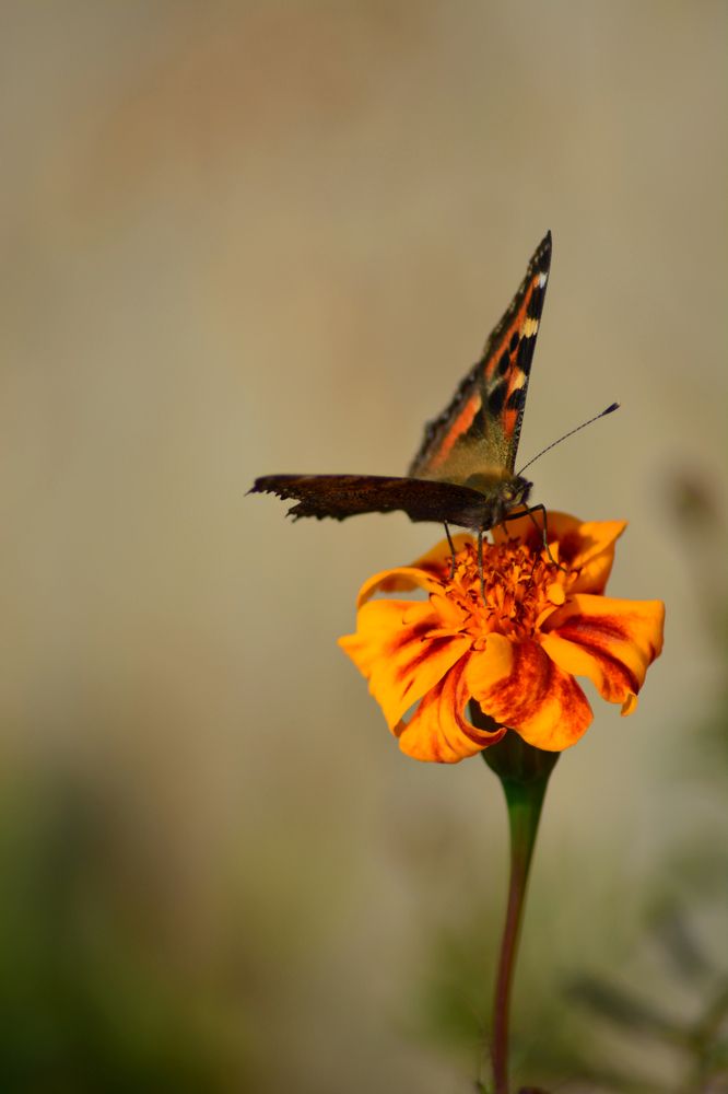 Photograph by Анатолий Орлов