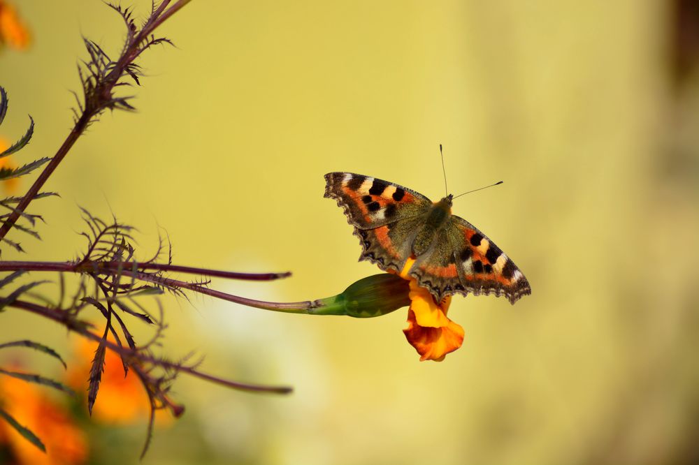 Photograph by Анатолий Орлов