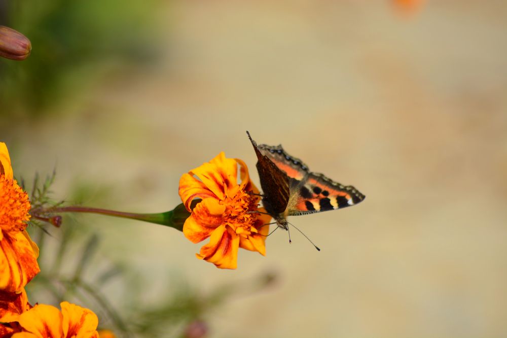 Photograph by Анатолий Орлов