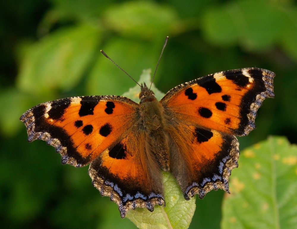 Многоцветница