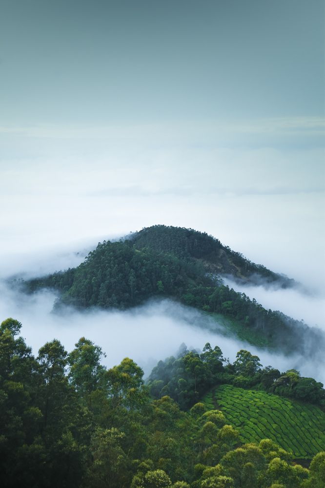 FOG
