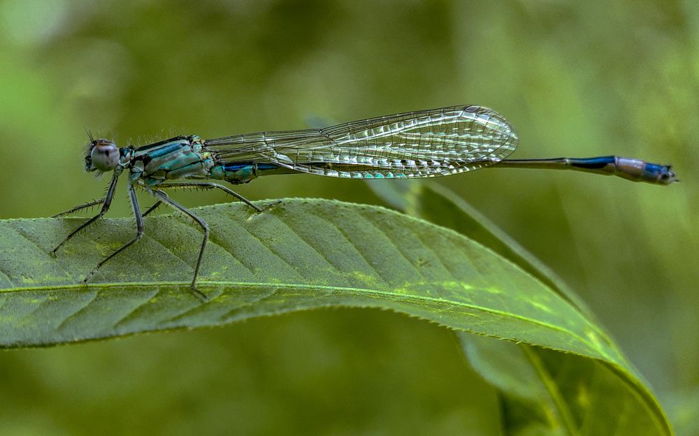 Photograph by Остап Благодатков