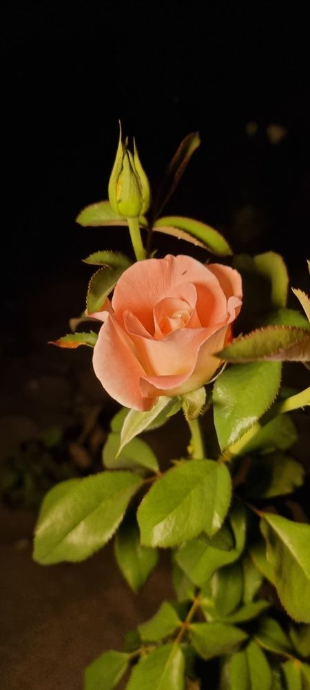 Photograph by Umida Yusupova