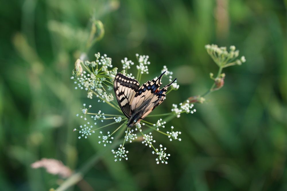 Photograph by Ольга Рачилова