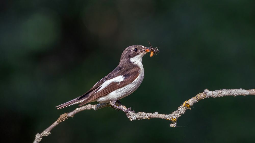 Мухоловка пеструшка, самец - кормящий отец!