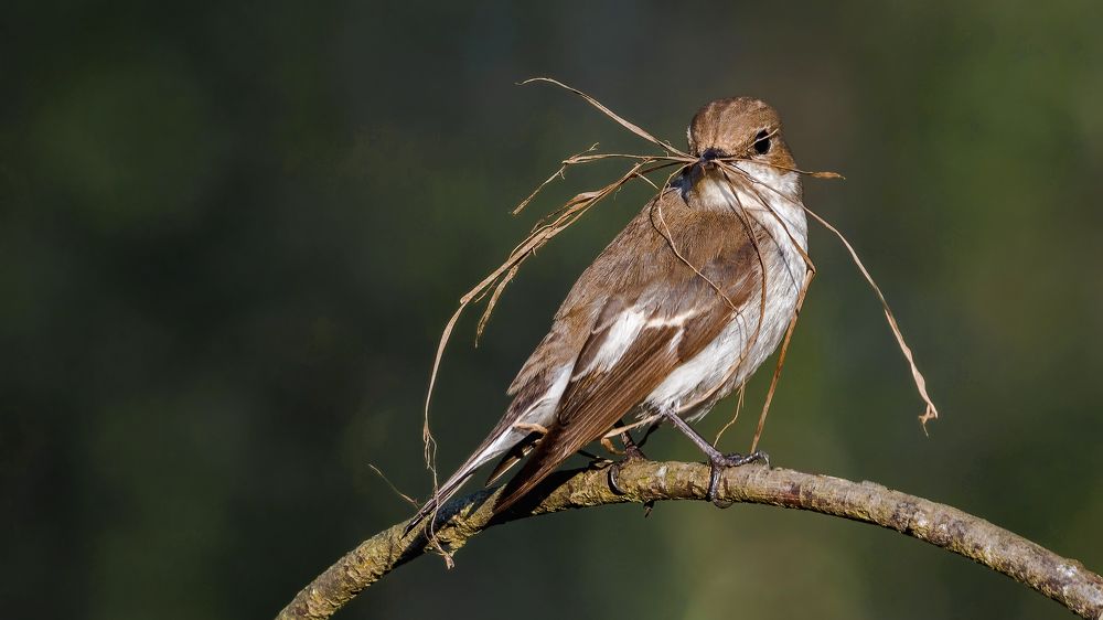 А усы и подделать можно!