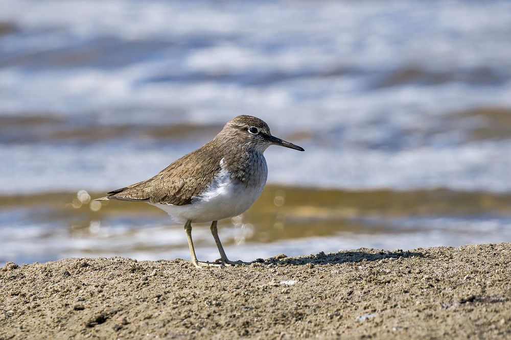 Сеньор робинзон.