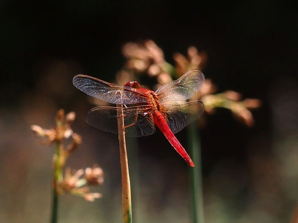 Photograph by Farid Ataei