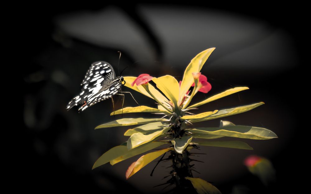 Фотография автора Kirtesh Mahant