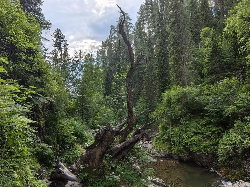 Тайга на Алтае