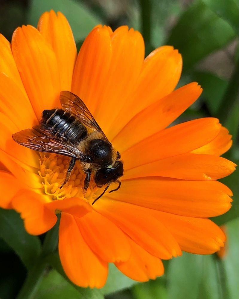 Photograph by Halina Mitsevich