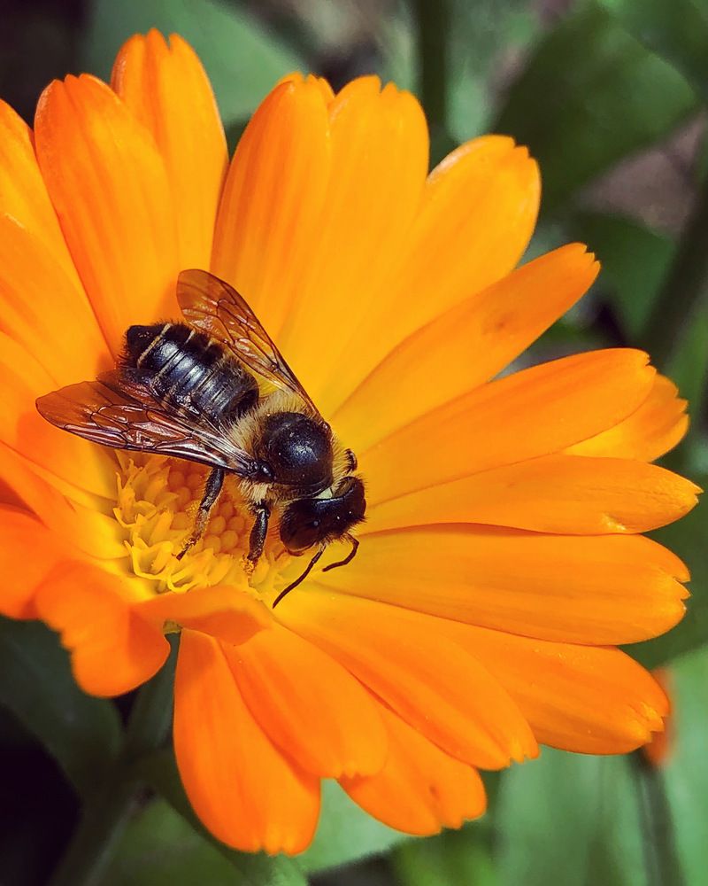 Photograph by Halina Mitsevich