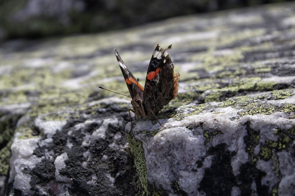 Фотография автора Веста Ягужинская