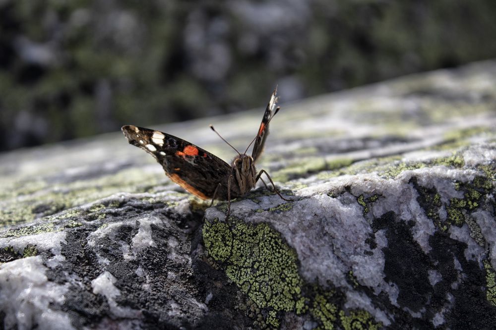 Фотография автора Веста Ягужинская