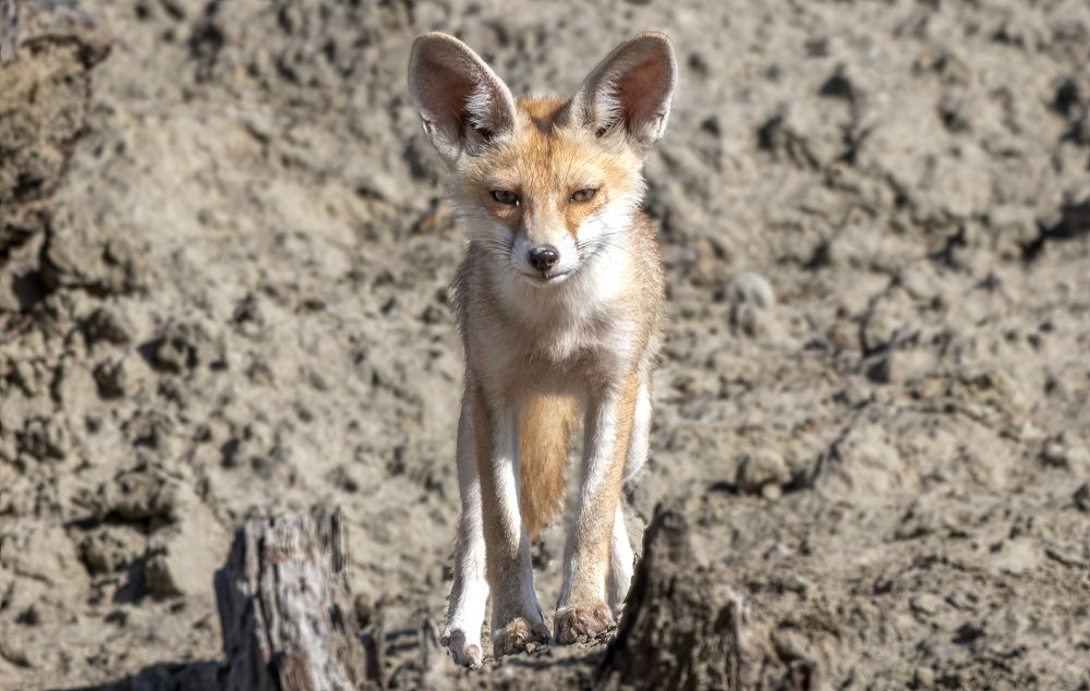 Desert Fox Pup