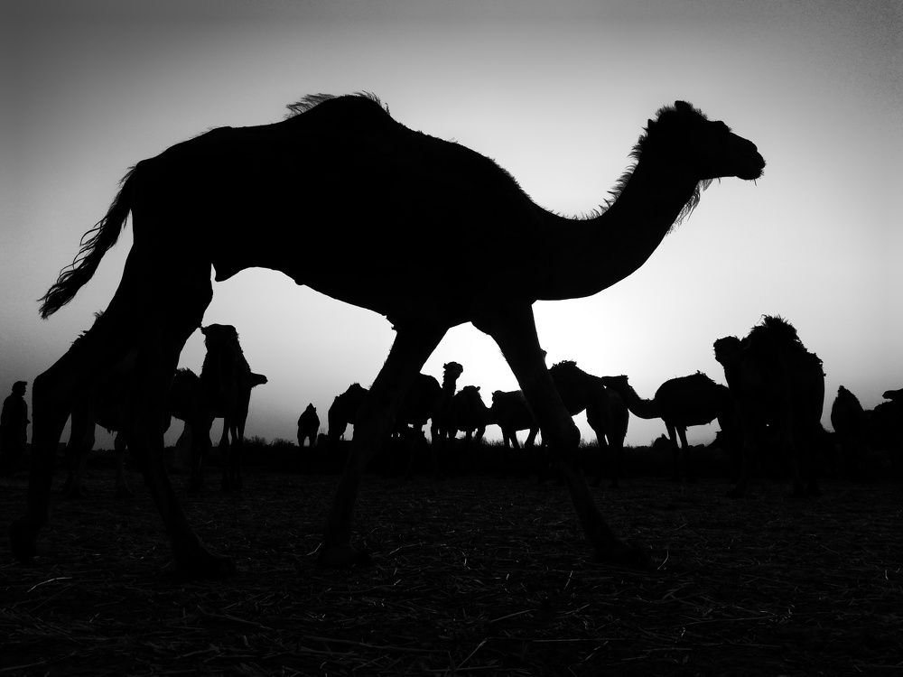 Photograph by Esmatullah Habibian