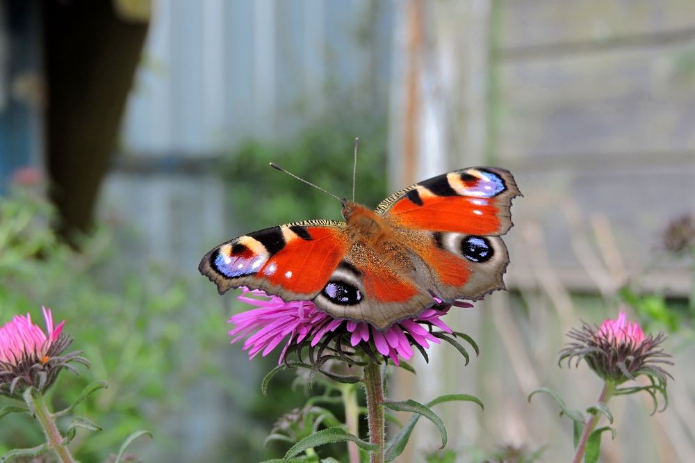 Photograph by Мария Широких