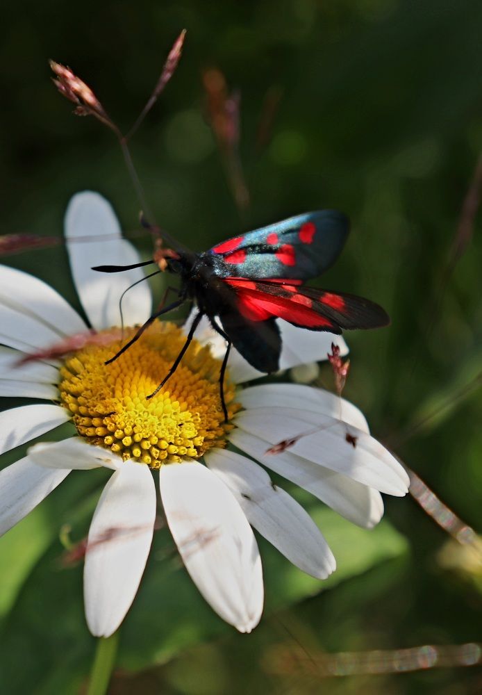 Photograph by Алексейчик Дмитрий