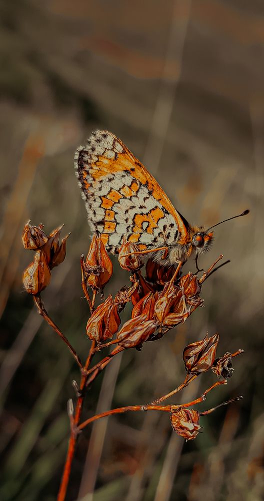Photograph by Esmaeil ghorbani