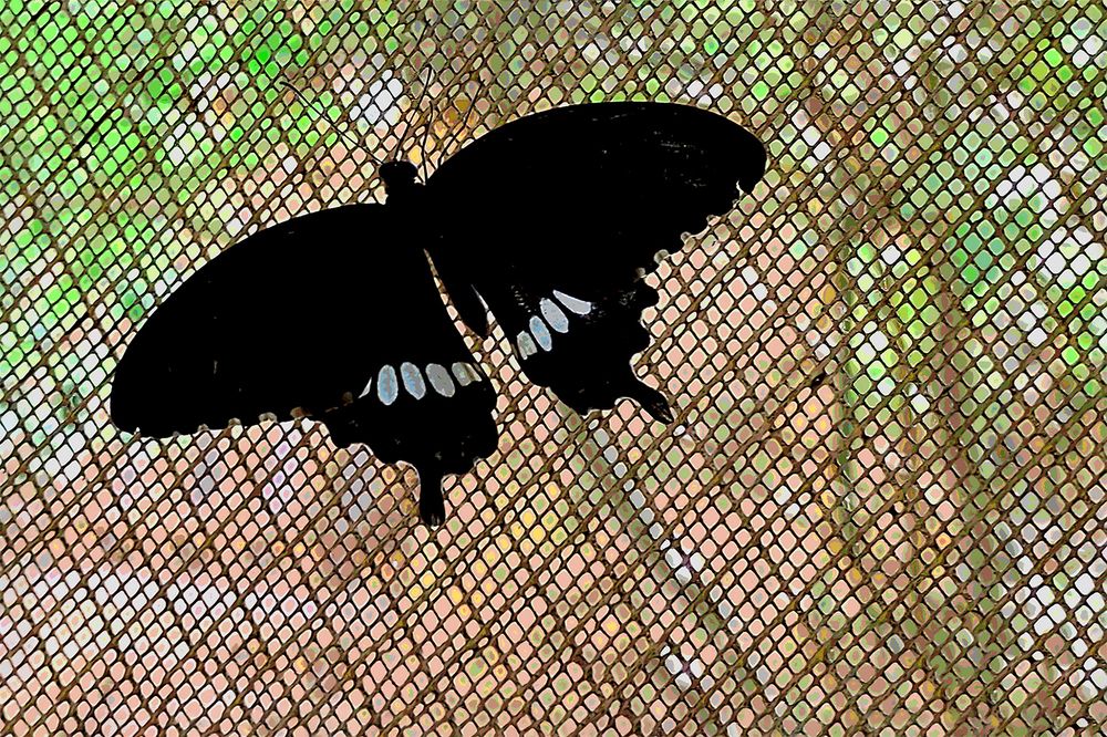 Photograph by Jyoti Bandyopadhyay
