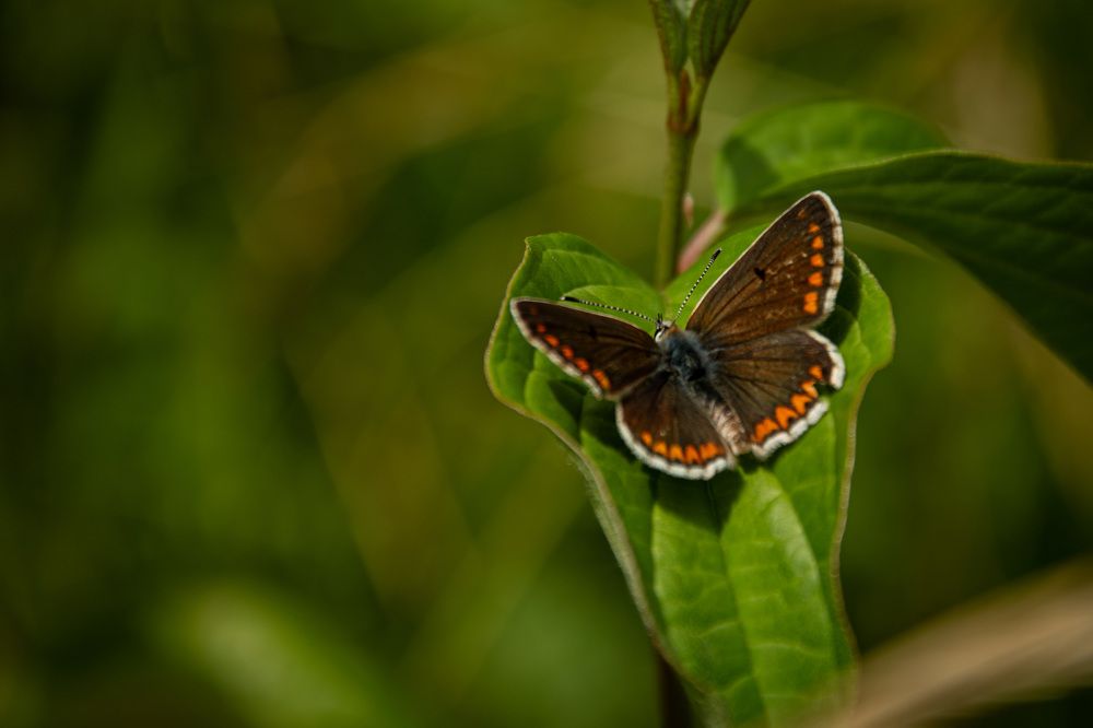 Photograph by Сидоренко Оксана