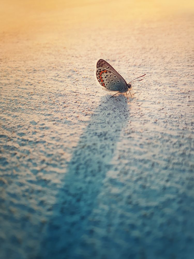 tiny blue butterfly
