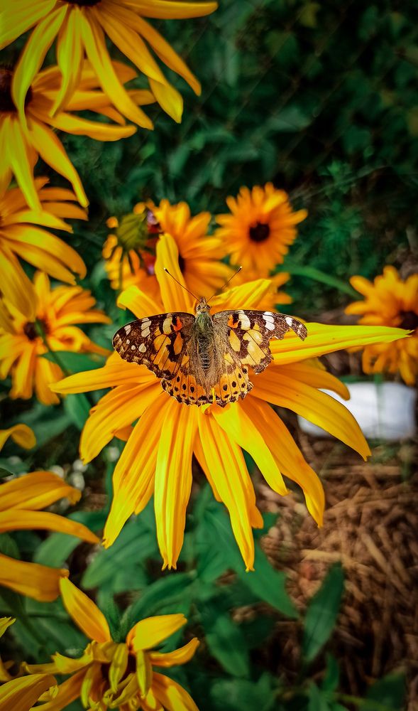 Фотография автора Алёна Подгорная