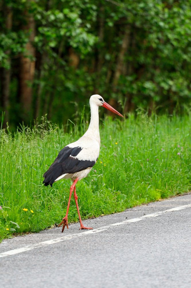 Photograph by Сергей Конюшенко