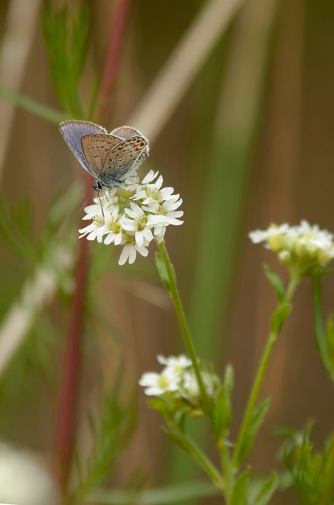 Photograph by Грязев Сергей