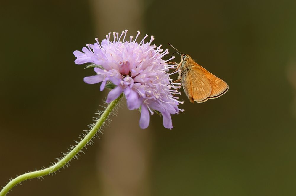 Photograph by Грязев Сергей